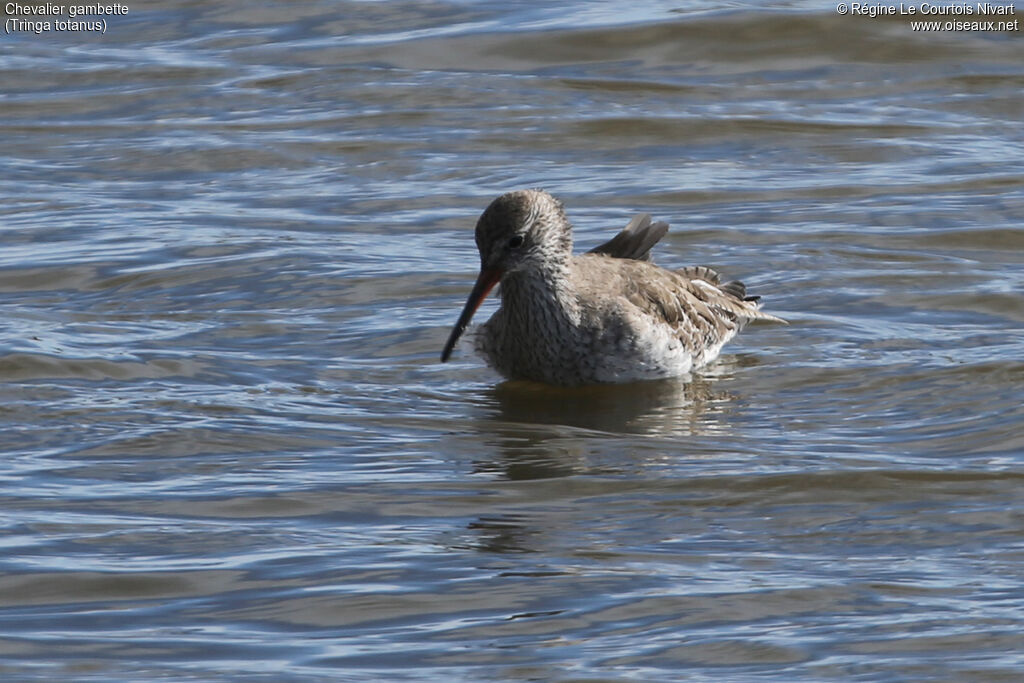 Common Redshank