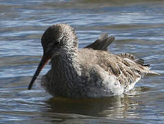 Common Redshank