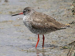 Common Redshank