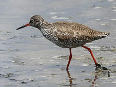 Common Redshank