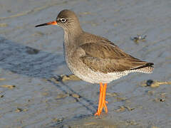 Common Redshank