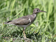 Spotted Sandpiper