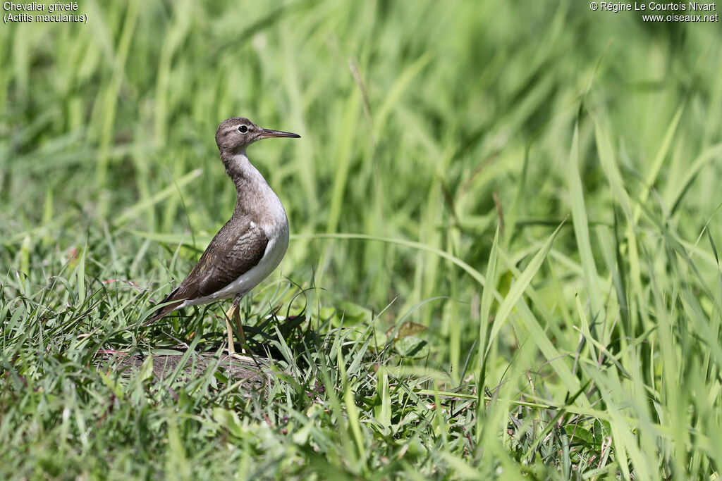 Spotted Sandpiper