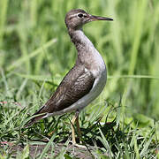 Spotted Sandpiper