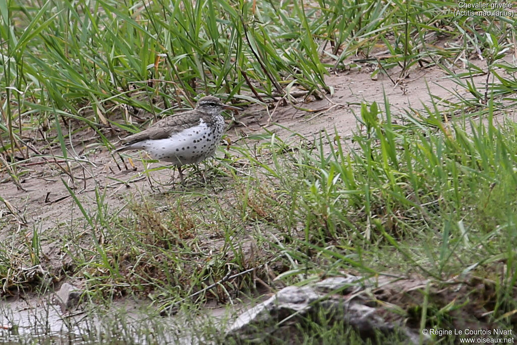 Spotted Sandpiper