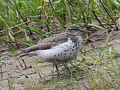 Spotted Sandpiper