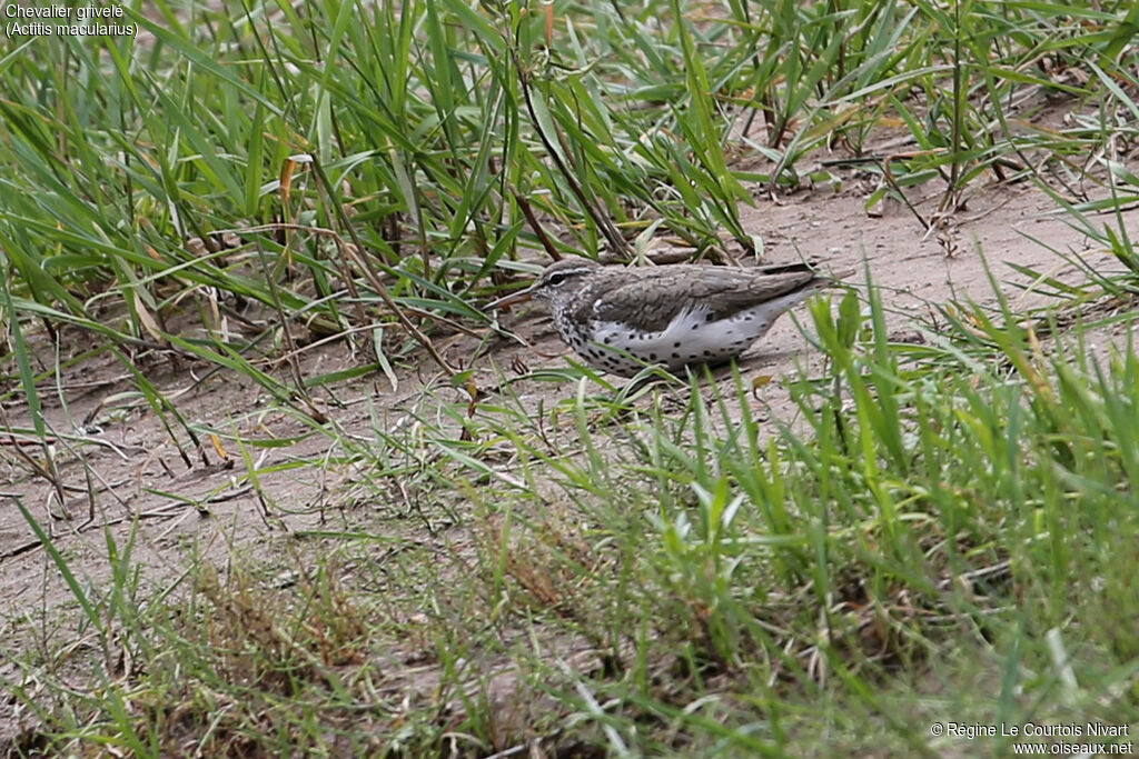 Spotted Sandpiper