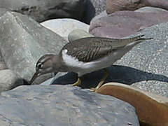 Spotted Sandpiper