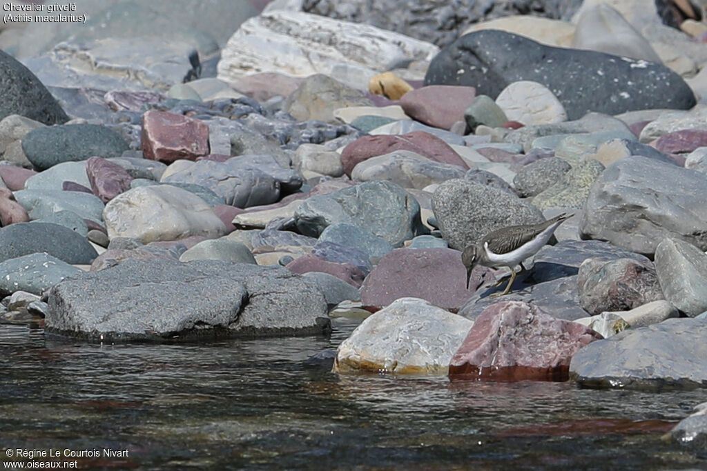 Spotted Sandpiper