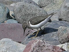 Spotted Sandpiper