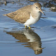 Common Sandpiper