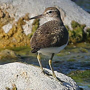 Common Sandpiper