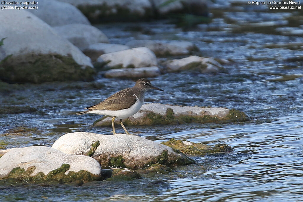 Common Sandpiper