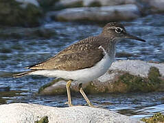 Common Sandpiper