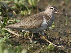 Common Sandpiper