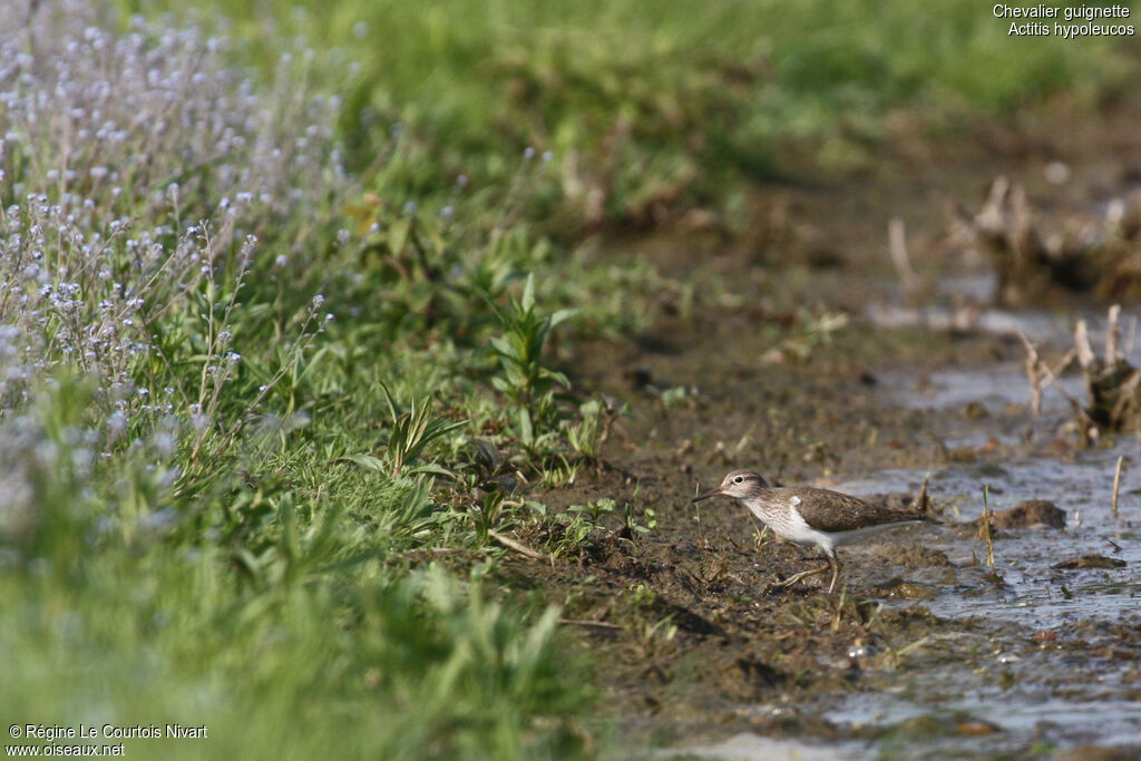 Common Sandpiper, identification