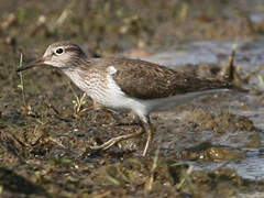 Common Sandpiper