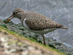 Common Sandpiper