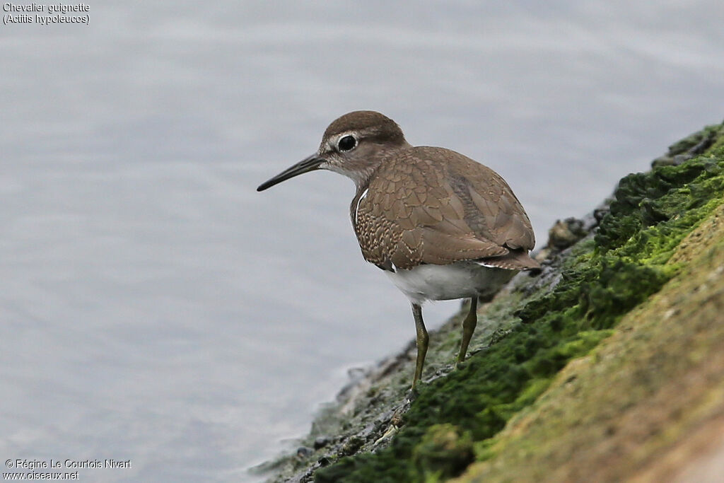 Common Sandpiper