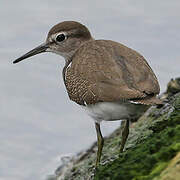 Common Sandpiper