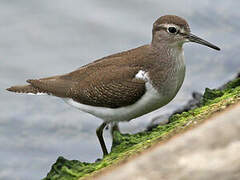 Common Sandpiper