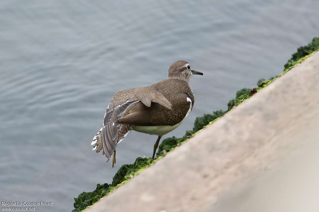 Common Sandpiper, Behaviour