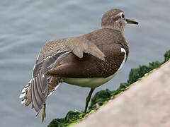 Common Sandpiper