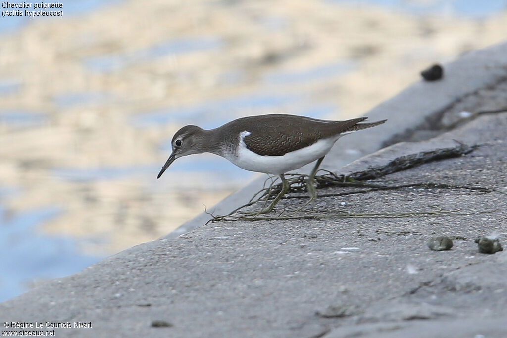 Common Sandpiper