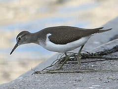 Common Sandpiper