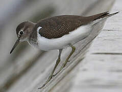 Common Sandpiper