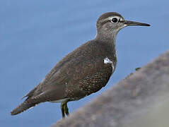 Common Sandpiper