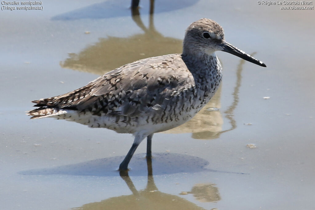 Willet