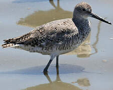 Willet