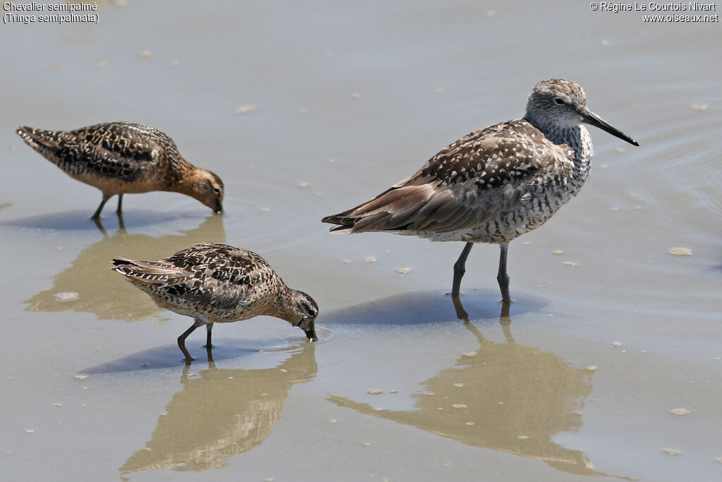 Willetadult breeding, identification