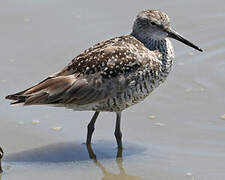 Willet