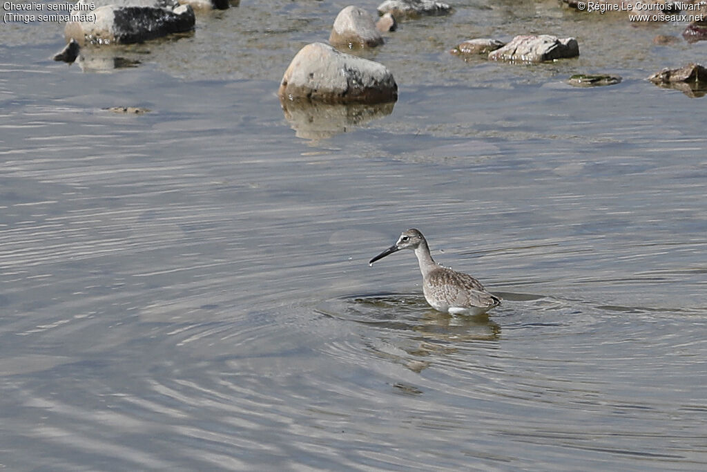 Willet