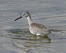 Willet