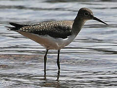 Solitary Sandpiper