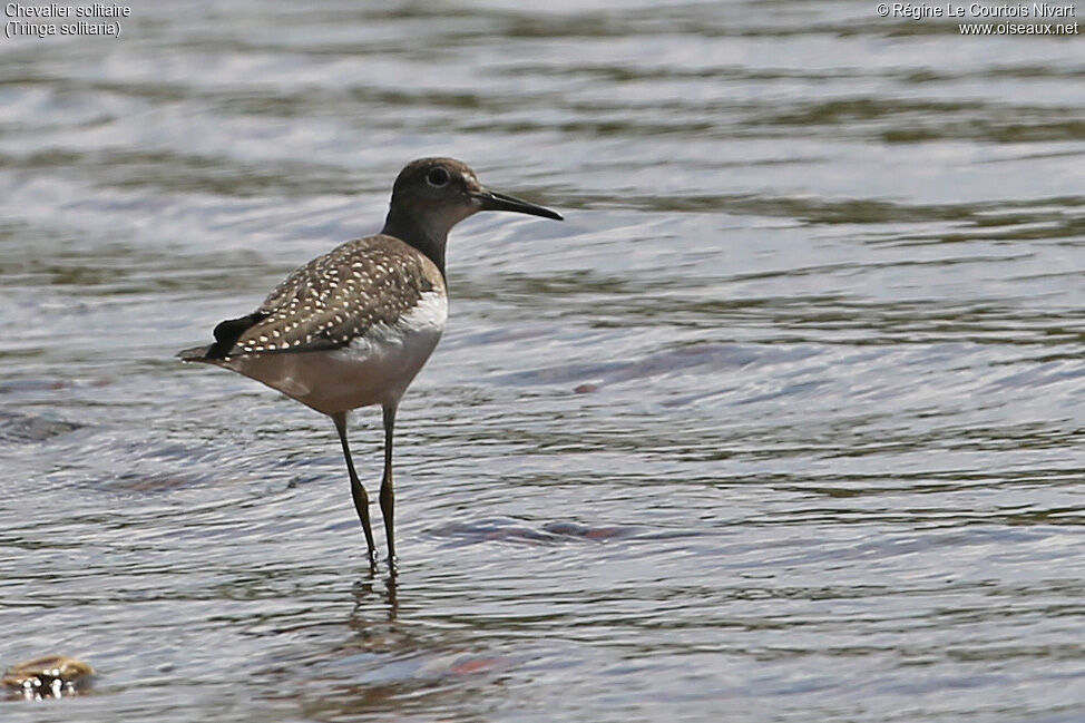 Solitary Sandpiper