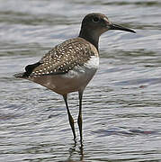 Solitary Sandpiper