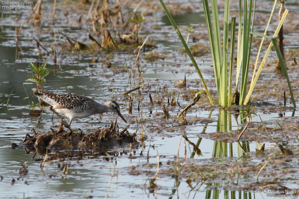 Wood Sandpiper, identification