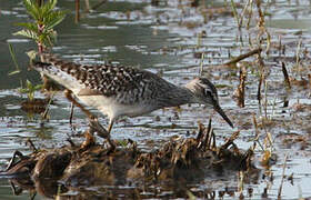 Wood Sandpiper