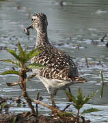 Wood Sandpiper