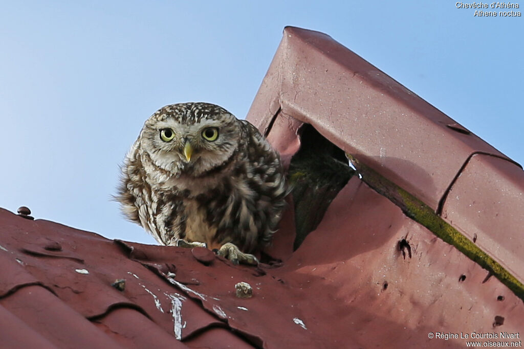 Little Owl