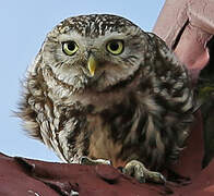 Little Owl