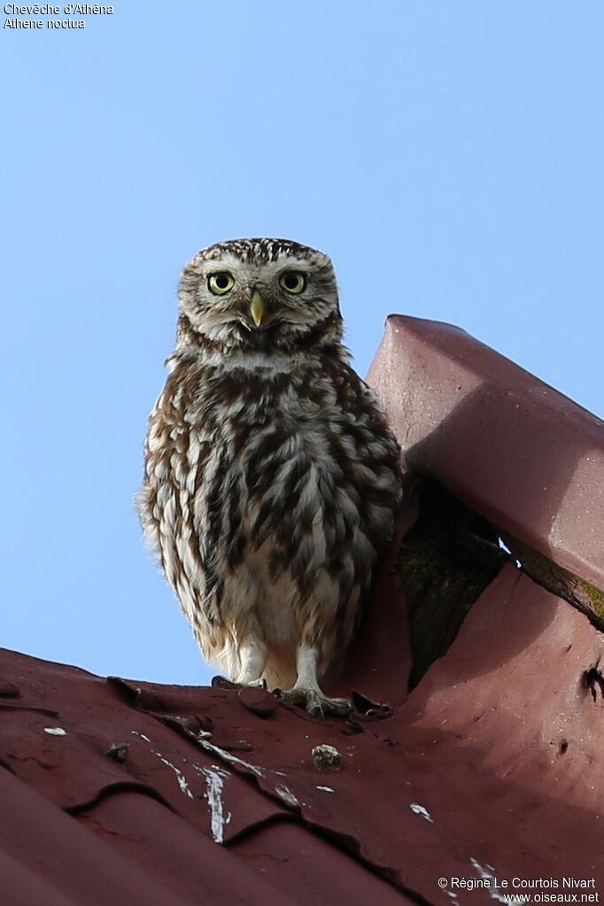 Little Owl