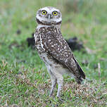 Chevêche des terriers