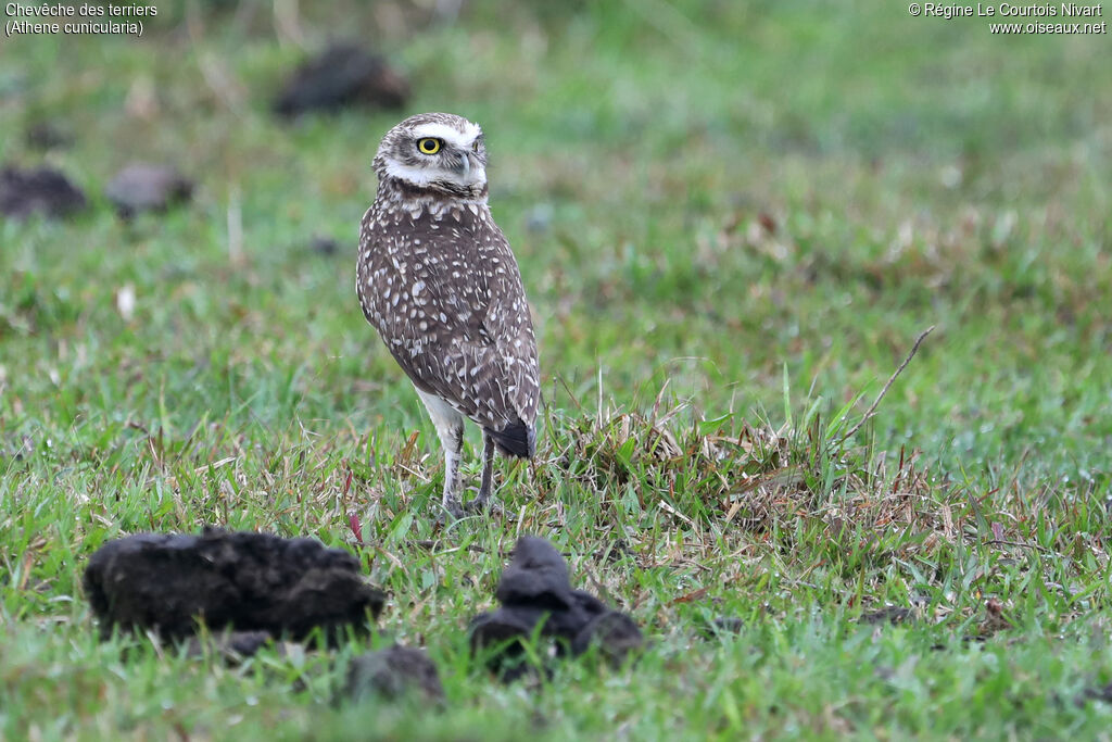 Chevêche des terriers