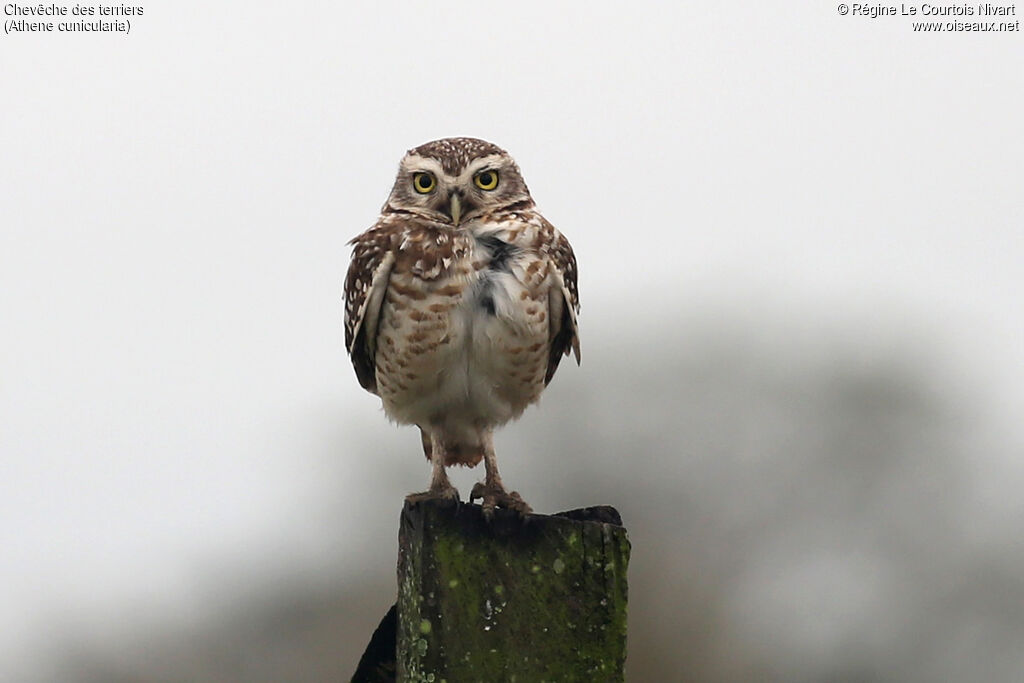 Chevêche des terriers