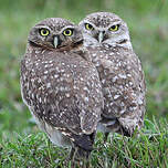 Chevêche des terriers